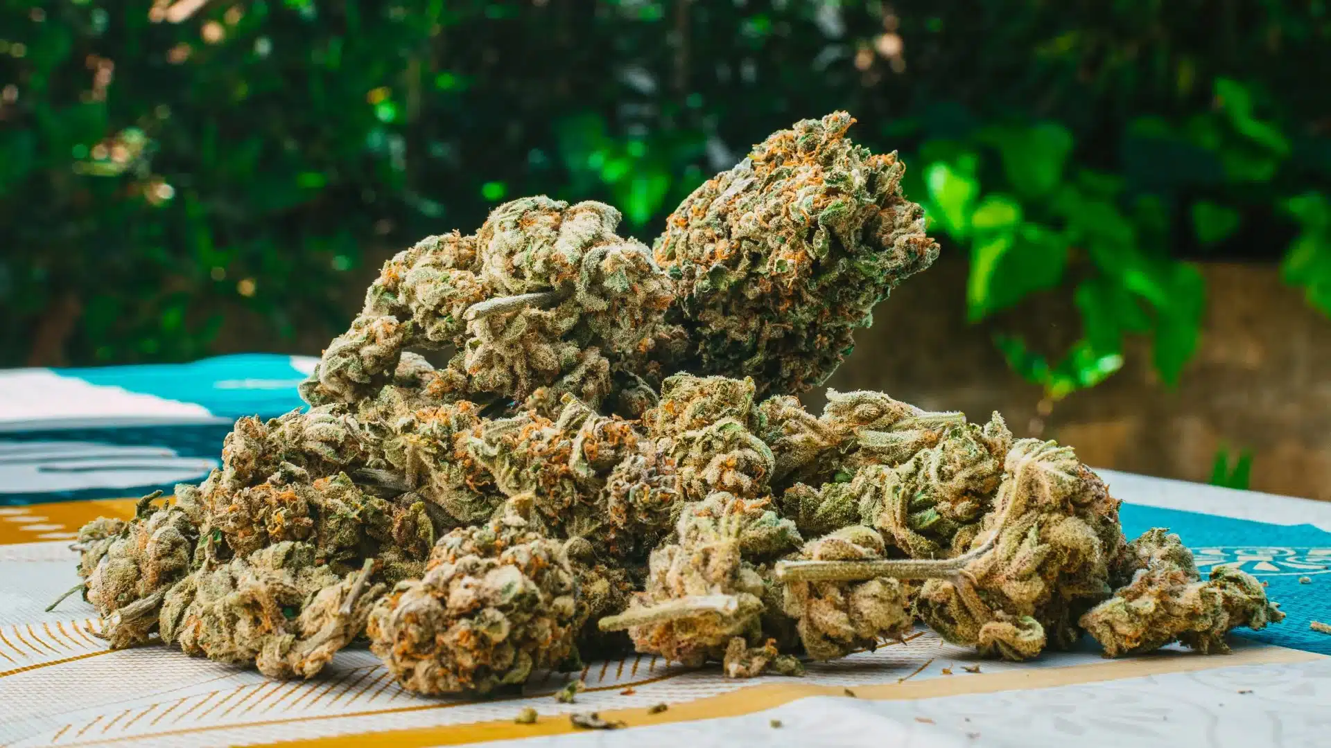 Trusted CBD Kush Selections: Physician-Tested for Superior Quality