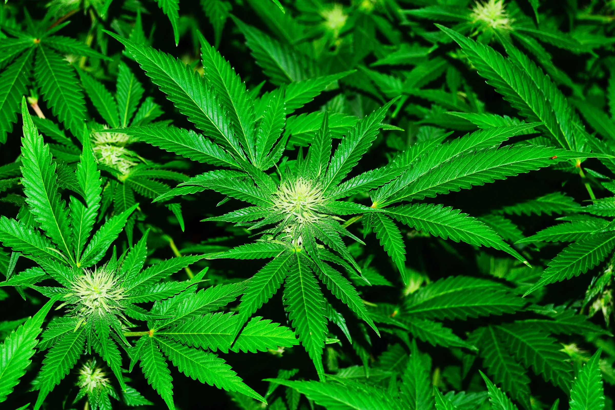 Buy Marijuana Online UK: Understanding Regulations and Education