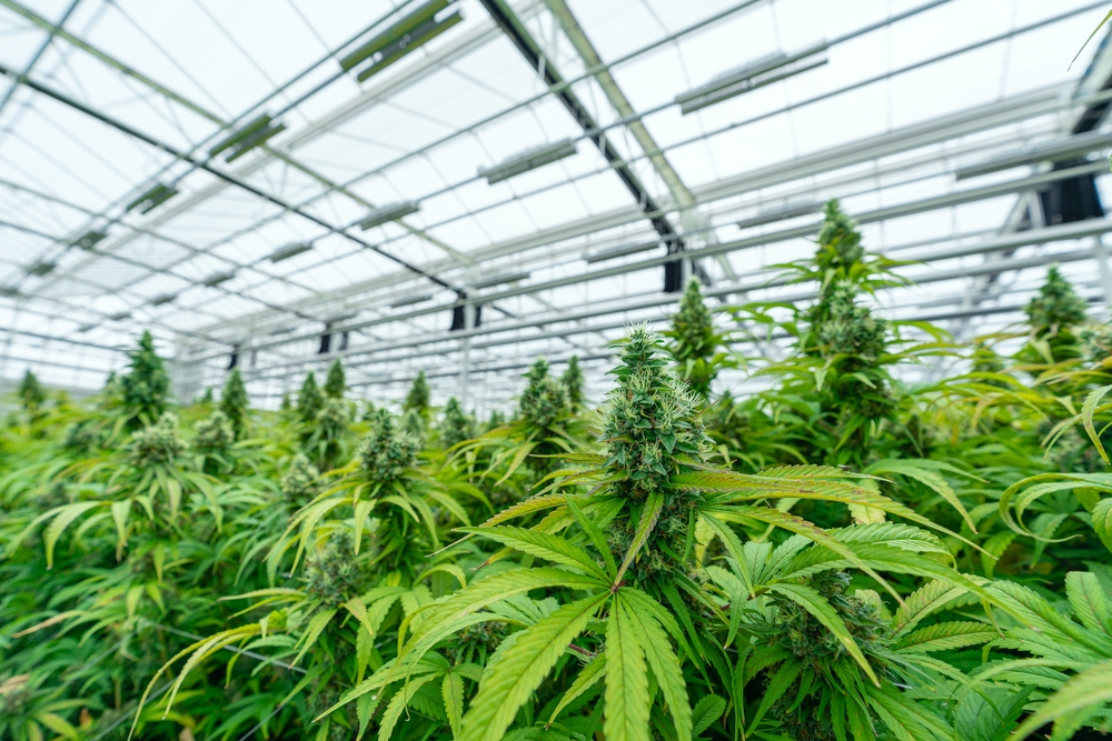 THC Therapeutics Cannabis Wellness OZ – Research on Cannabis Wellness