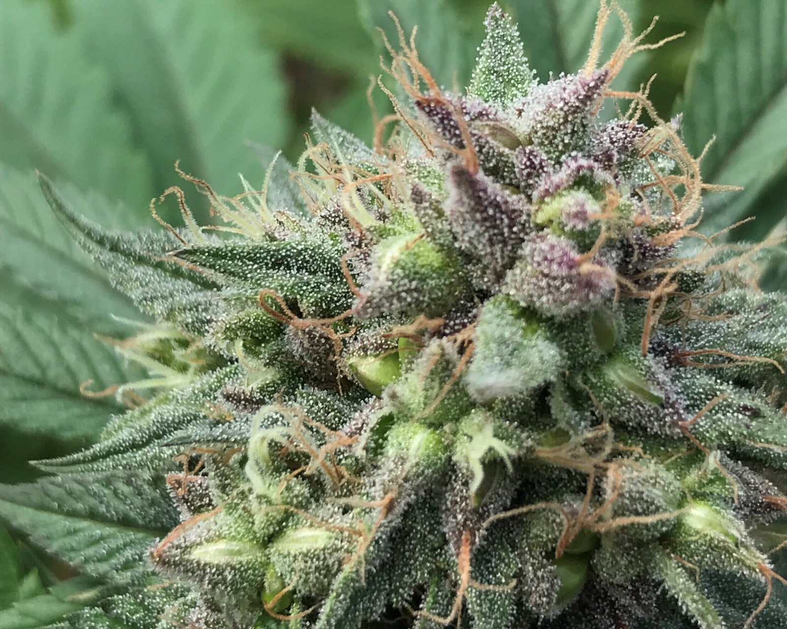 THC Therapeutics Cannabis Wellness OZ – Research on Cannabis Wellness
